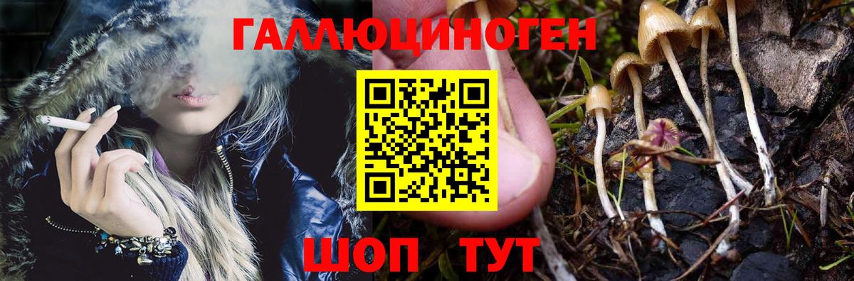 Псилоцибиновые грибы мицелий Отрадный